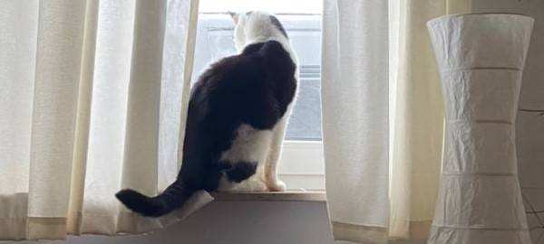 Kater Balou in Remscheid verschwunden