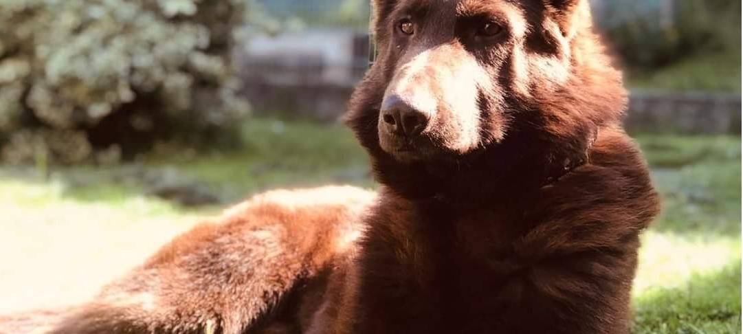 Brauner Schäferhund in Solingen vermisst