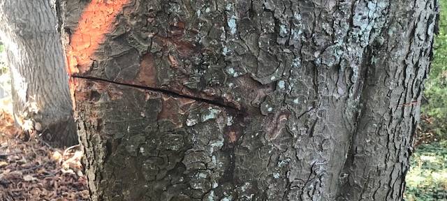 Baumfällarbeiten in Remscheid