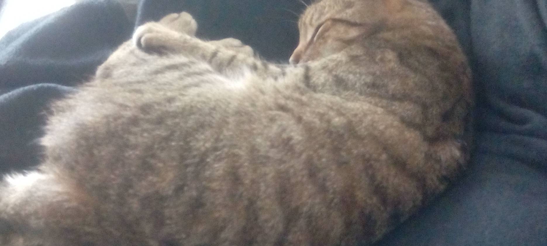 Katze in Remscheid vermisst