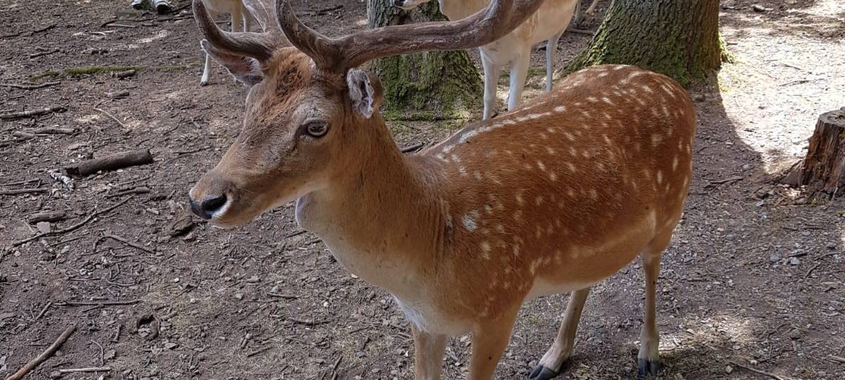 Am Rand der Eifel - Hochwildpark Rheinland