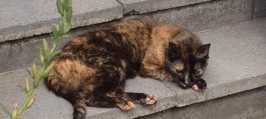Katze Mischka in Solingen vermisst