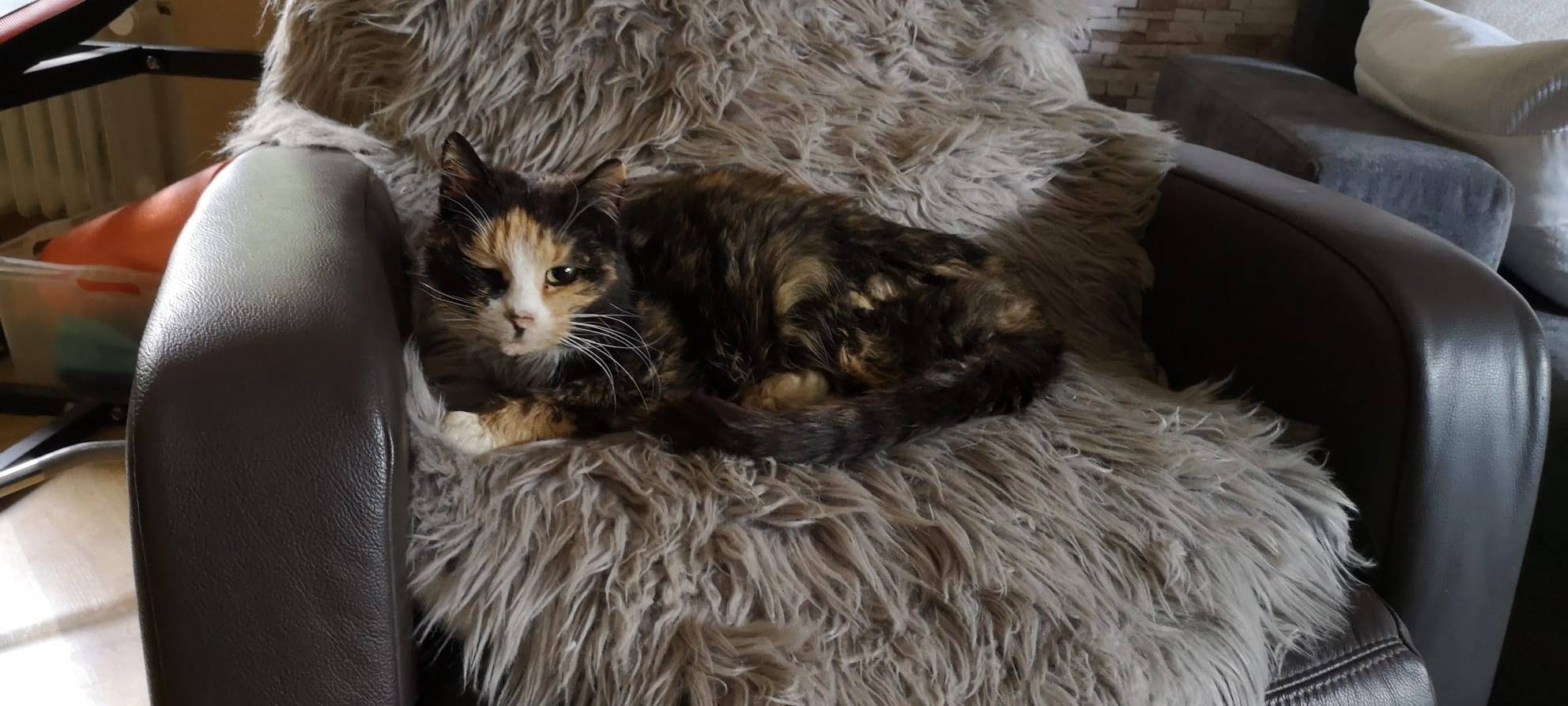 Katze Stacy wird gesucht