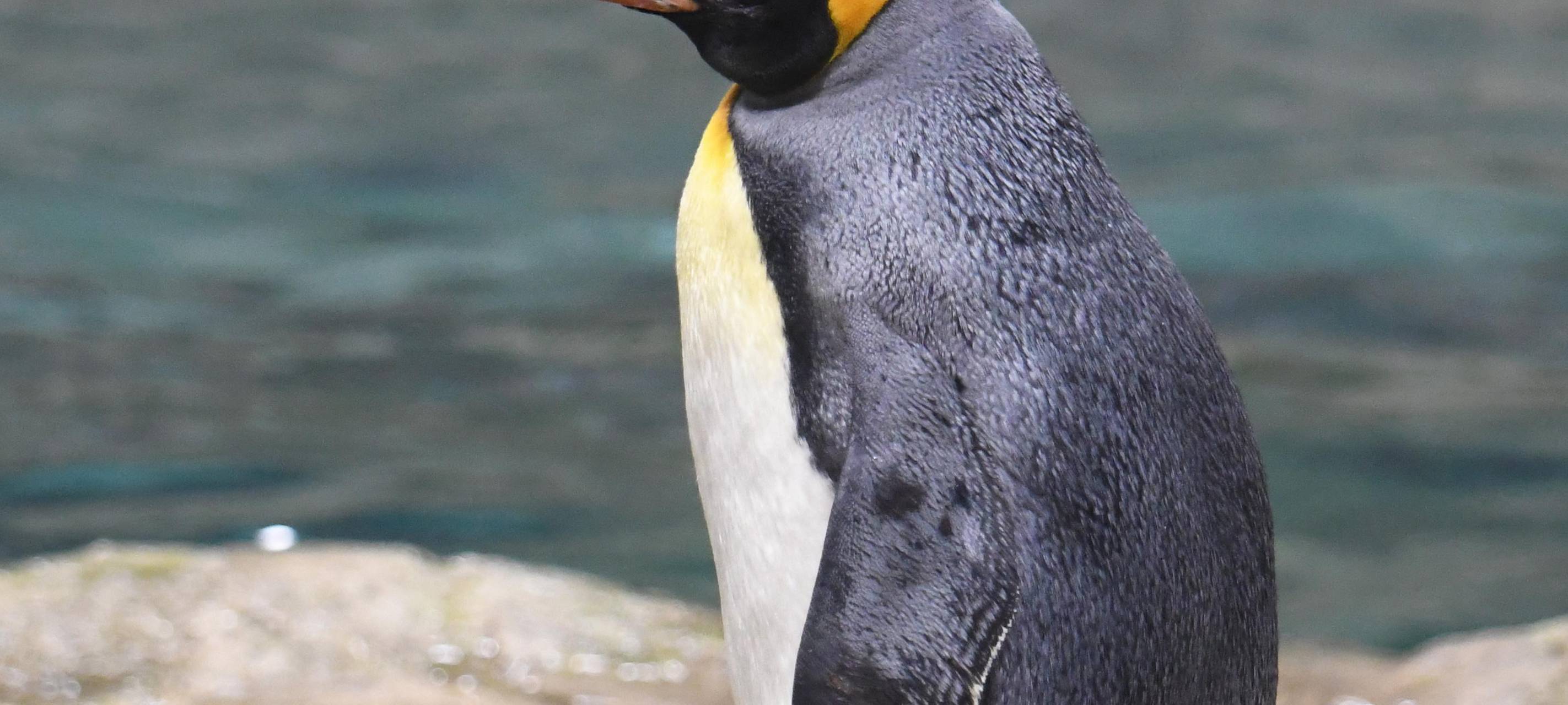 Wuppertaler Zoo sucht Namen für Pinguin-Jungtiere
