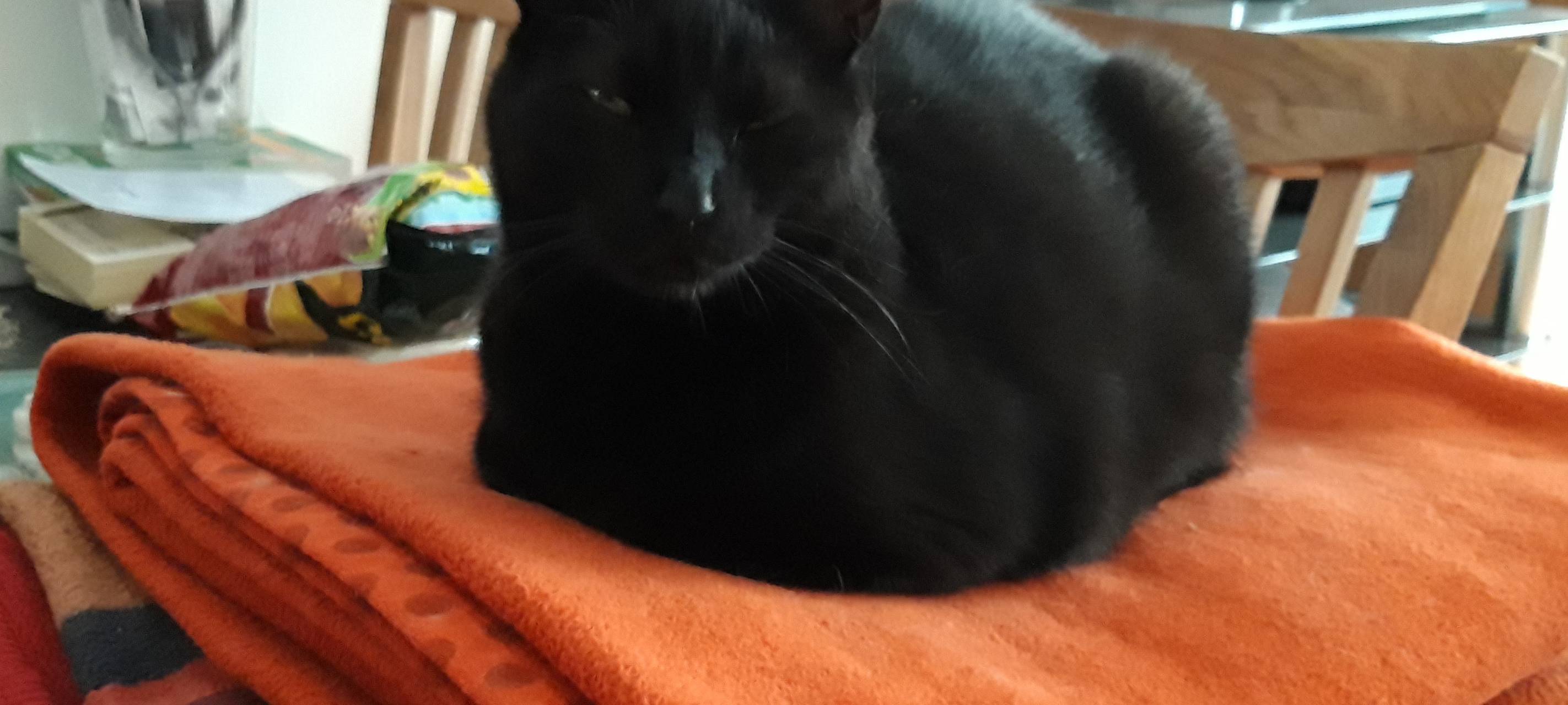 Katze Molly in Solingen gesucht