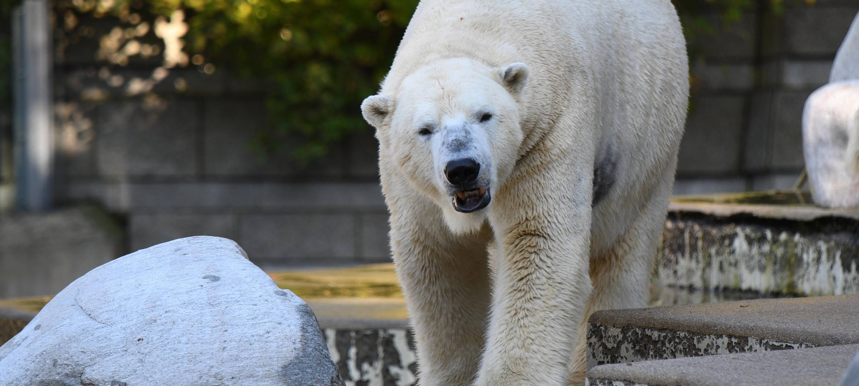 Zoo schließt wegen des starken Windes