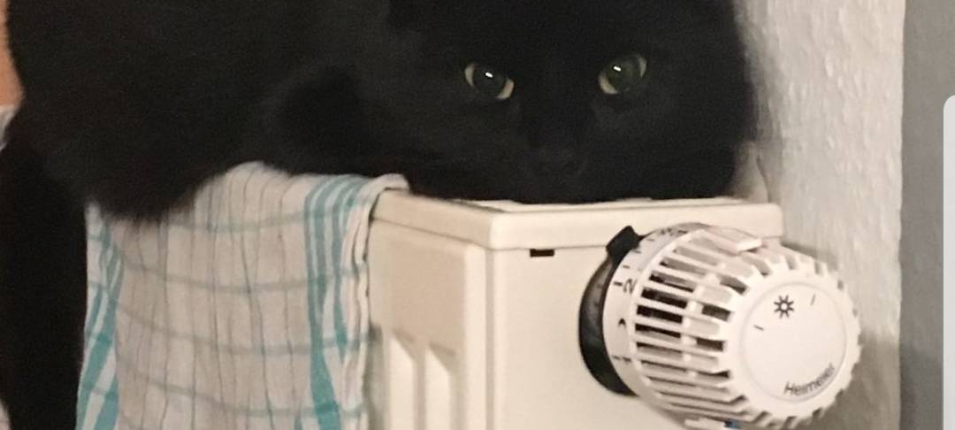 Kater Oskar in Solingen Wald vermisst