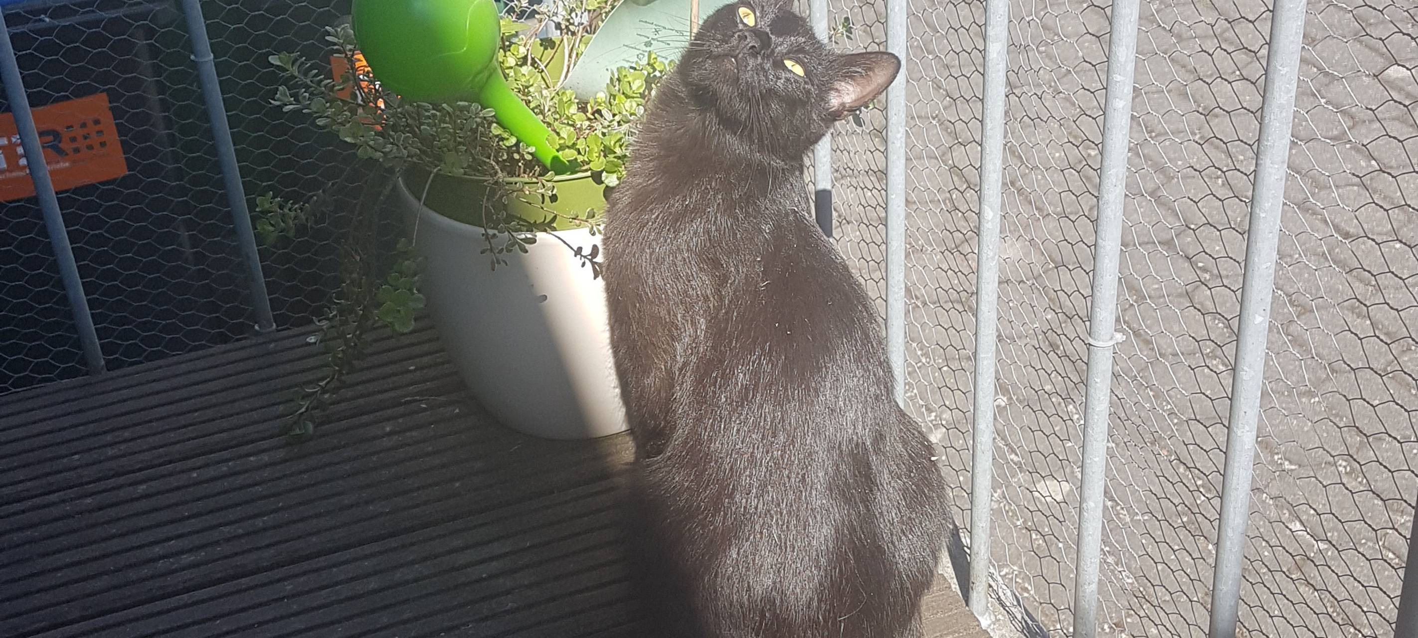 Katze Emma wird in Remscheid gesucht