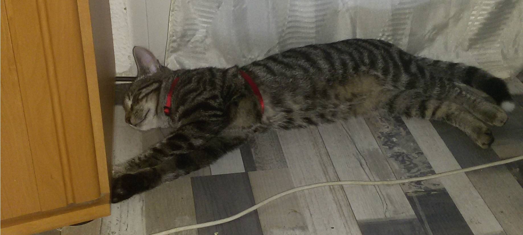 Katze Mira wird in Solingen gesucht