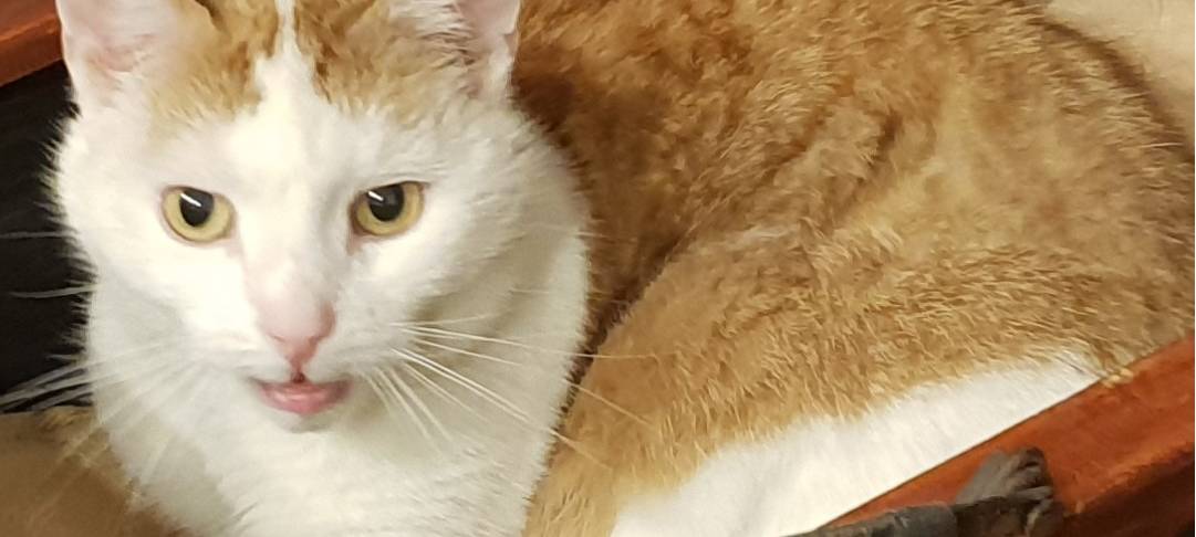 Katzendame Leni in Solingen gesucht