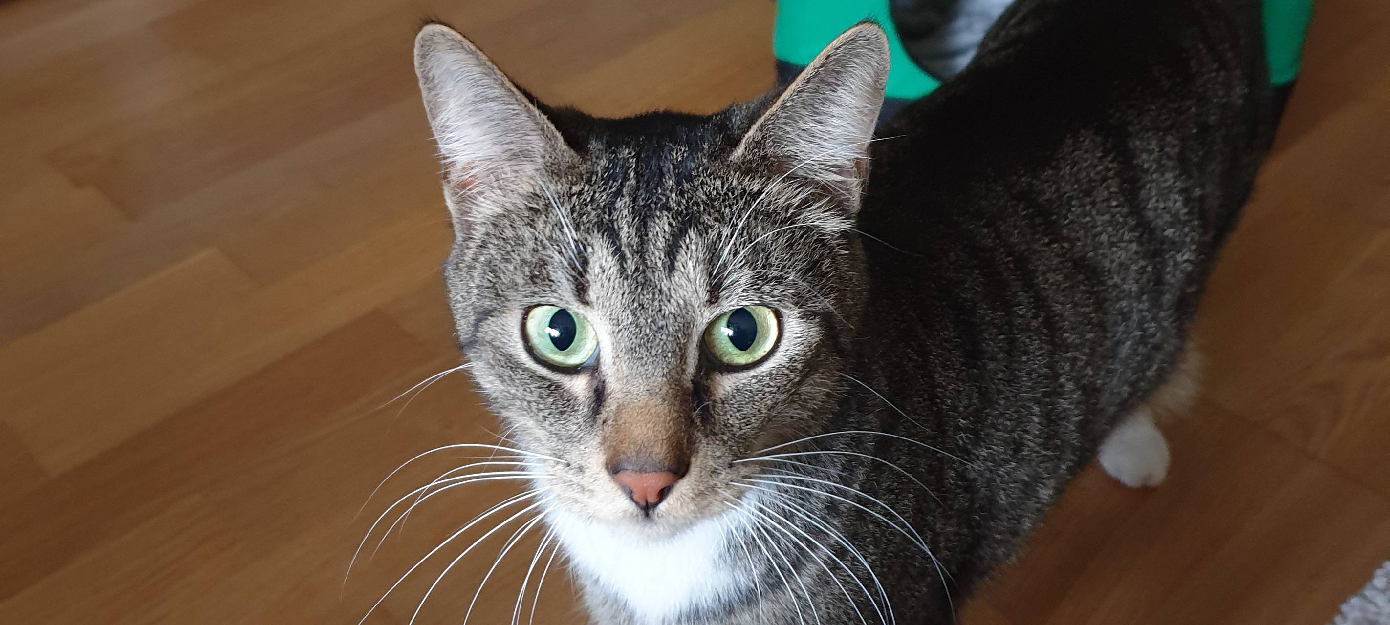 Wo ist Kater Findus?