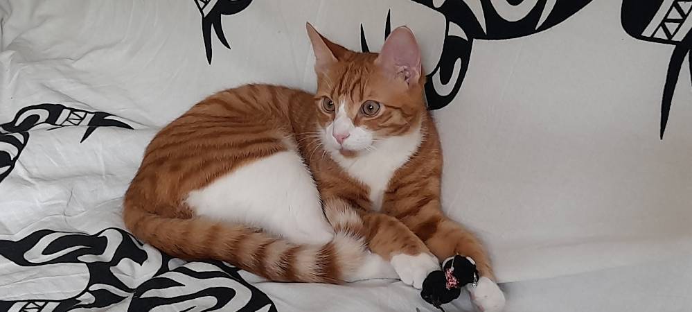 Kater in Solingen vermisst