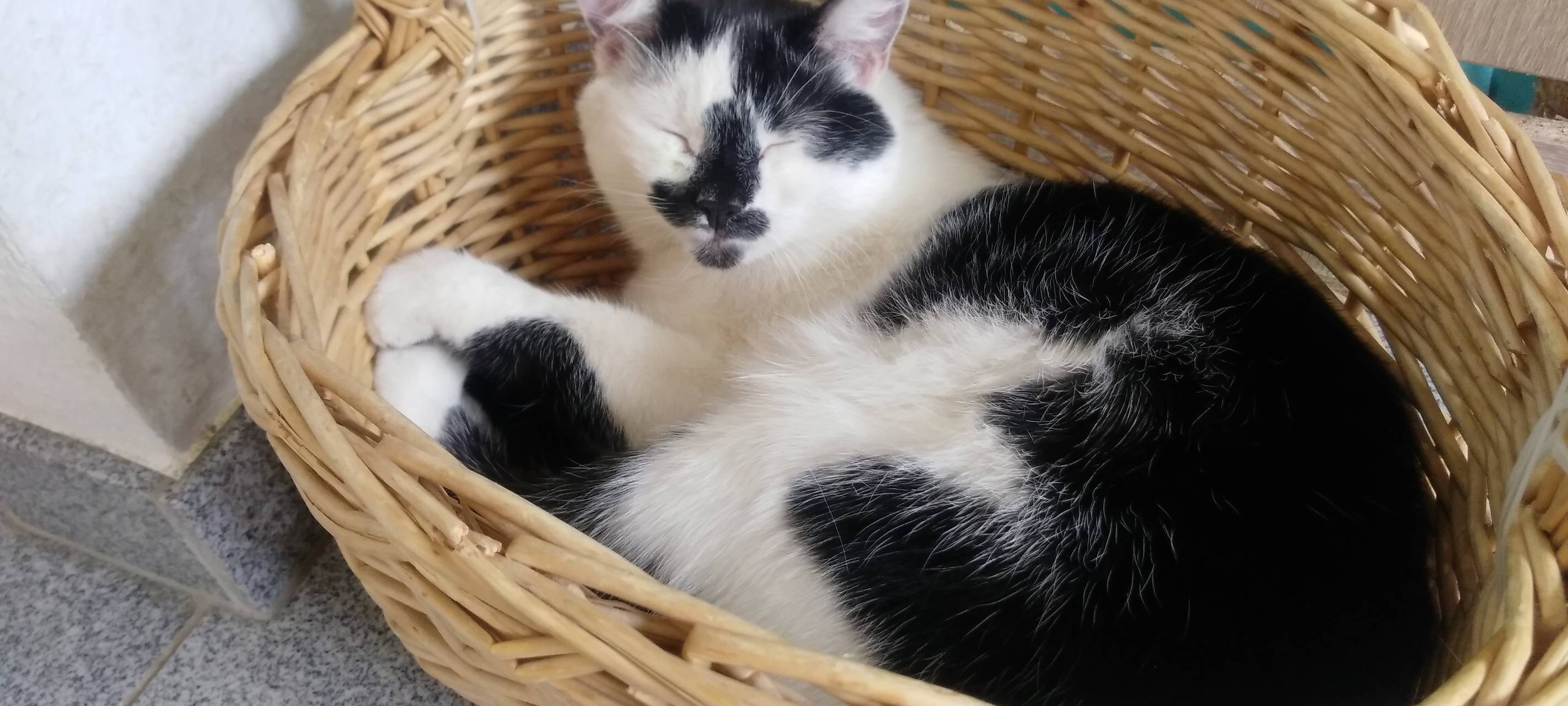 Schwarz-weißer Kater vermisst