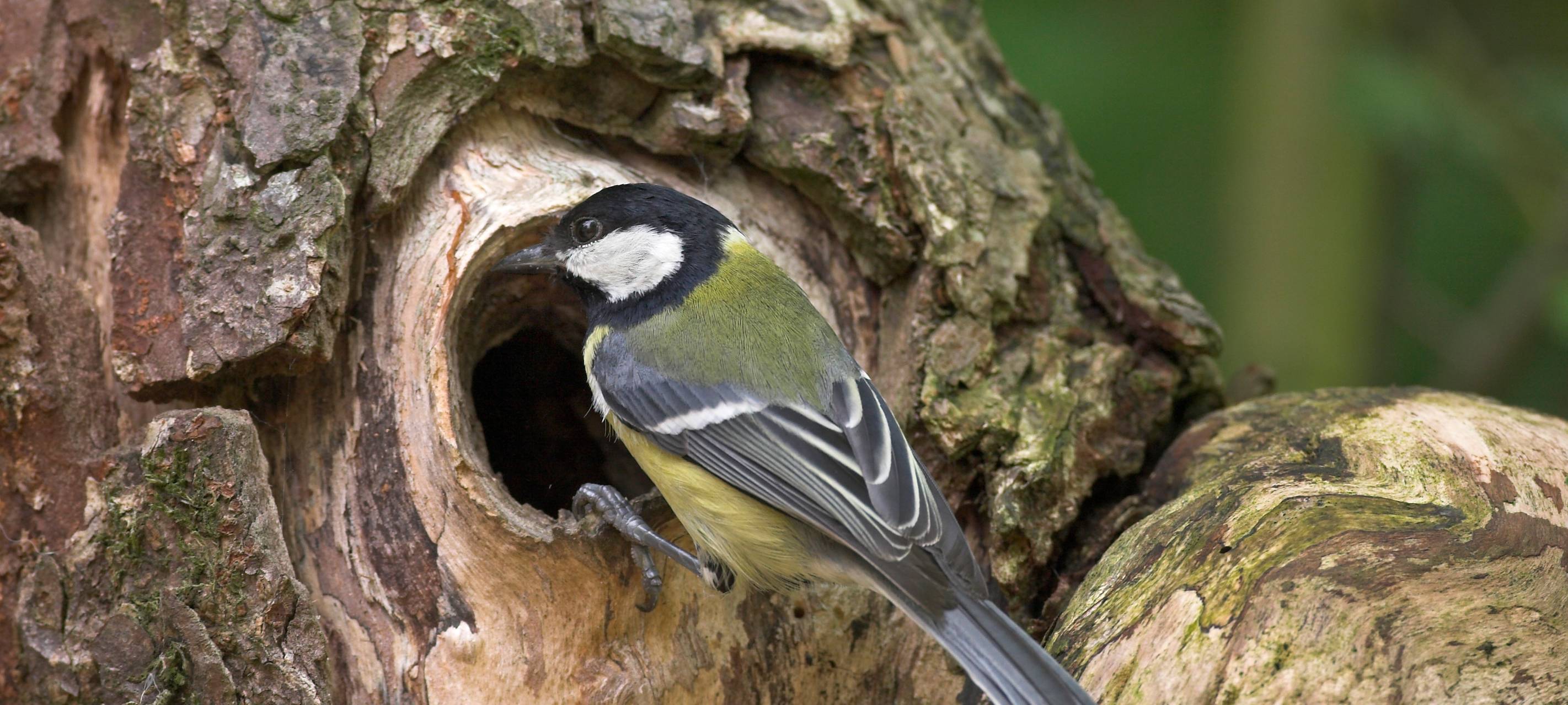 Naturschule ruft zur Vogelzählung auf