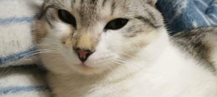 Kater Aslan wird gesucht