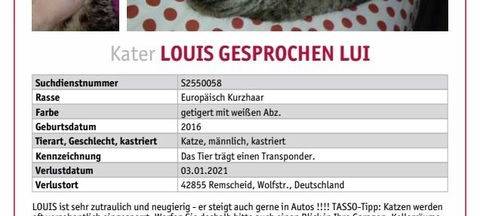 Kater Louis in Remscheid gesucht
