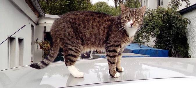 Kater Louis in Remscheid gesucht