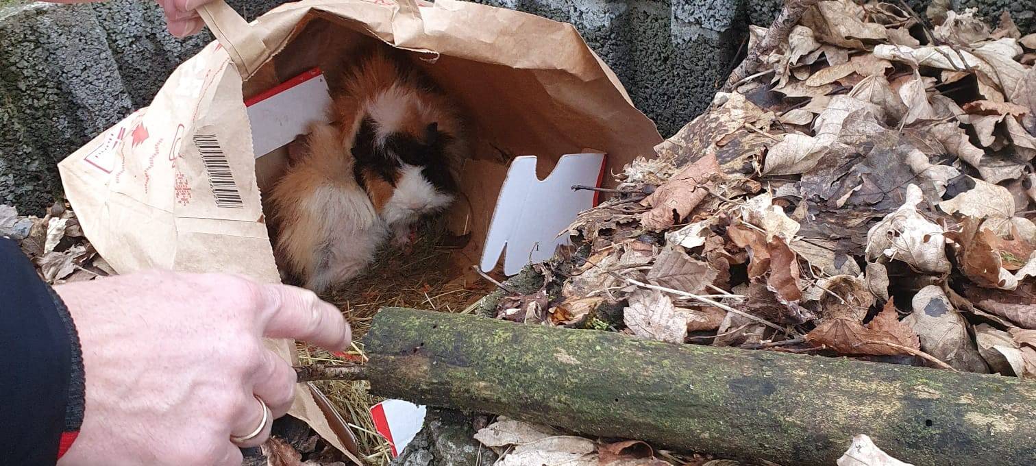 RSG-Hörerin findet lebende Meerschweinchen in Mülltüte