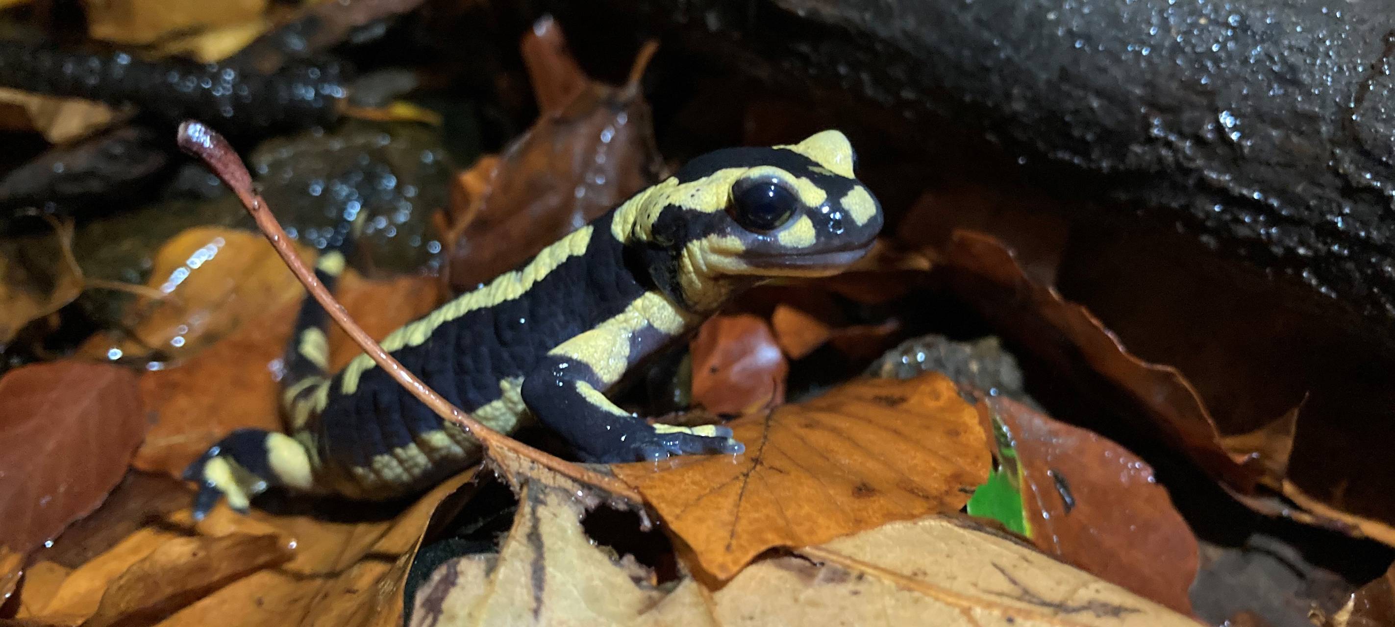 Amphibienschutz in Solingen