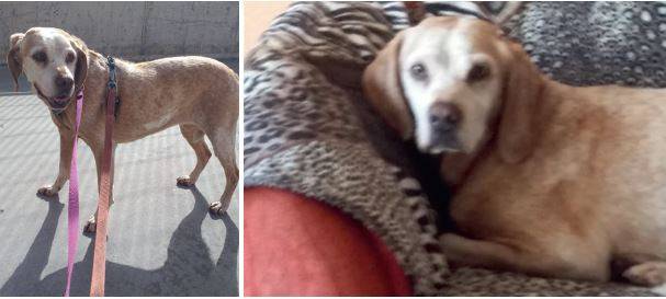 Hündin Dari im Raum Solingen/Langenfeld gesucht