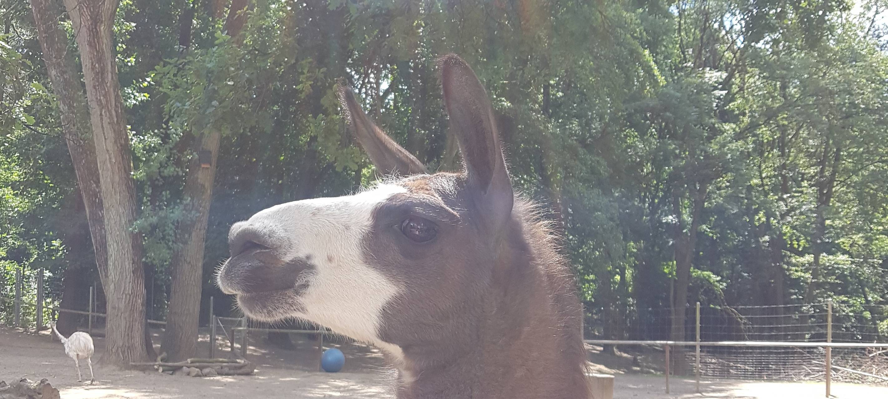 Kein Coronatest für Tierparkbesuch nötig