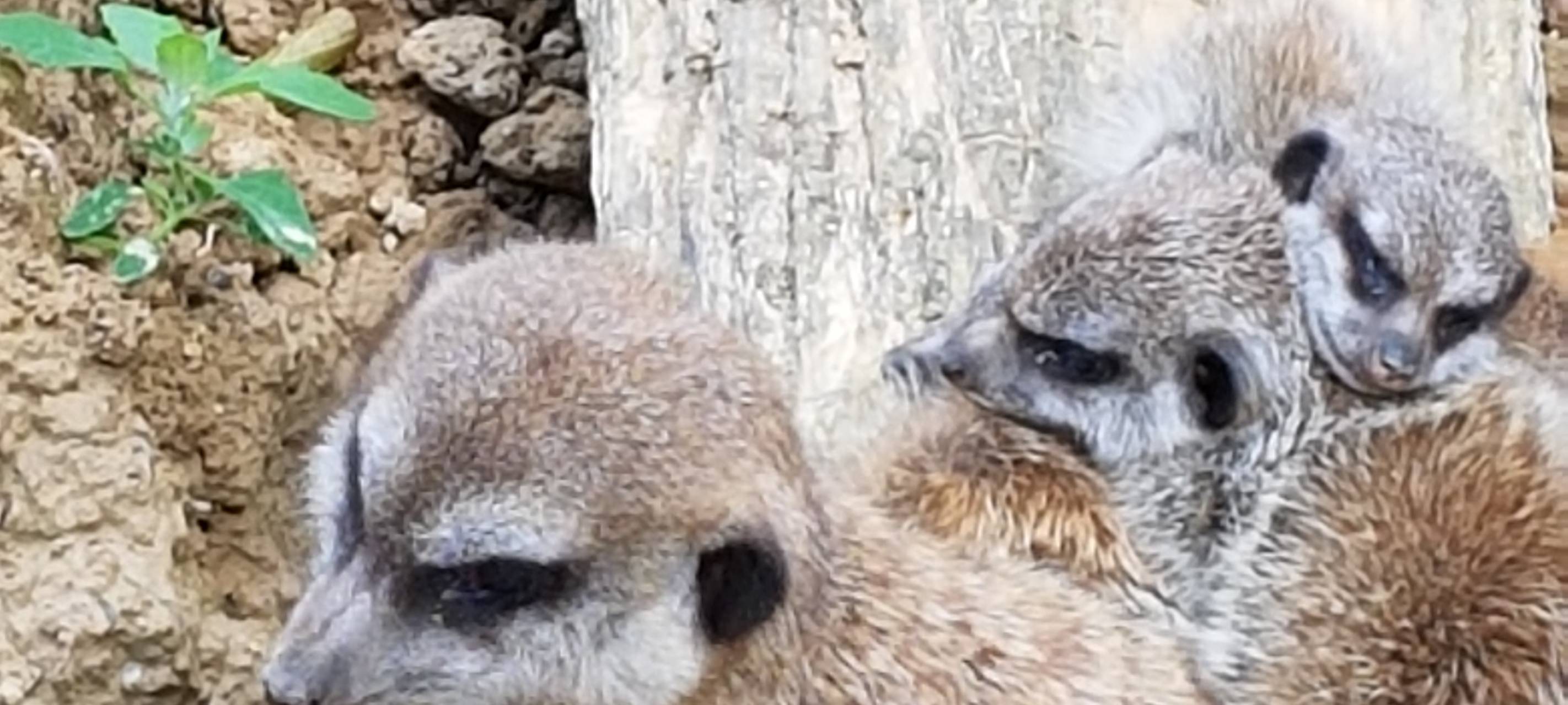 Ausflüge an Ostern: Tierparks sind offen