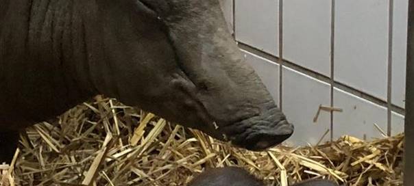 Hirscheber kommt in Wuppertal zur Welt