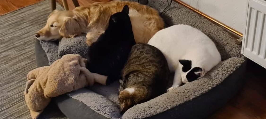 Team Hund oder Team Katze?