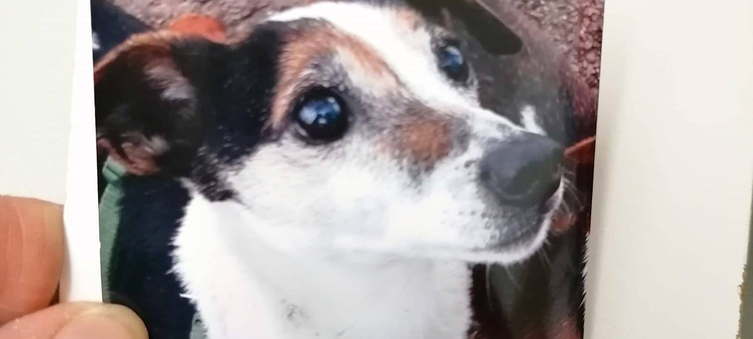 Jack Russell am Schlagbaum gestohlen