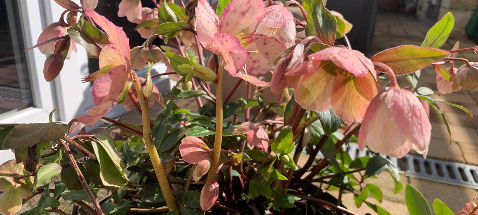 Das ist jetzt im Garten zu tun