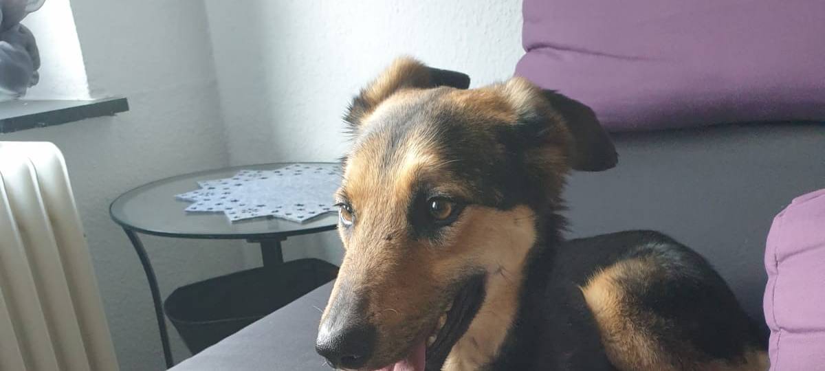 Wer hat die ängstliche Frida gesehen?