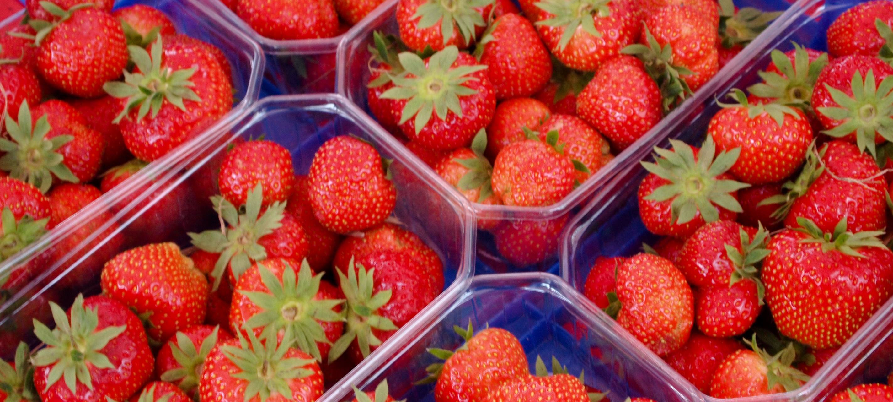 Mäßige Erdbeersaison im Bergischen