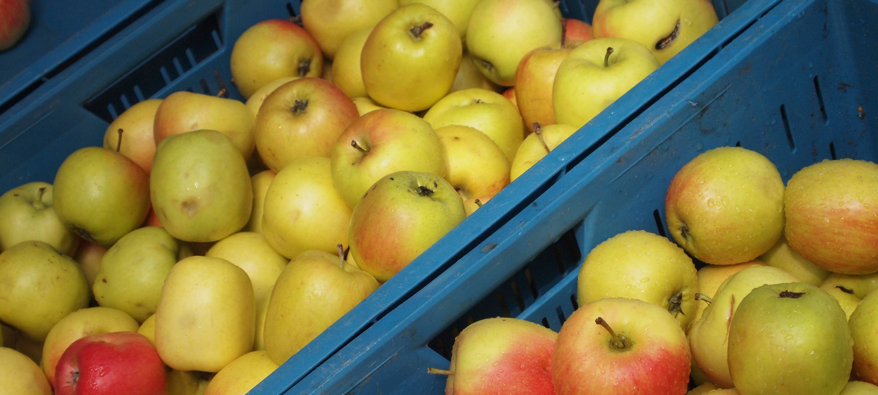 Obstgartenbesitzer aus Remscheid und Solingen können Äpfel abgeben