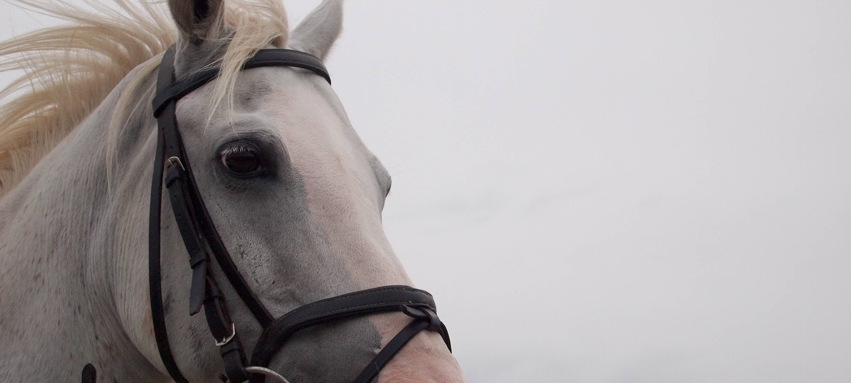 Pferd muss nach Sturz eingeschläfert werden