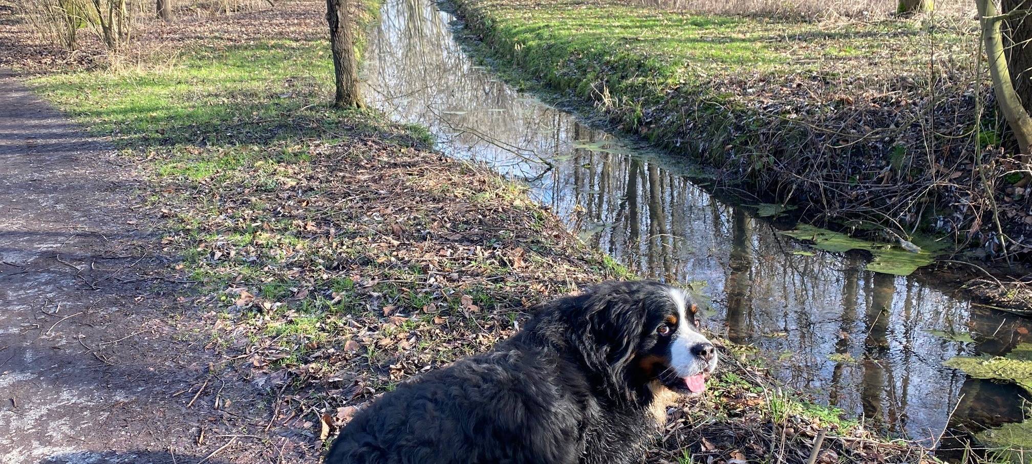 Stadt Remscheid fragt unangemeldete Hunde ab