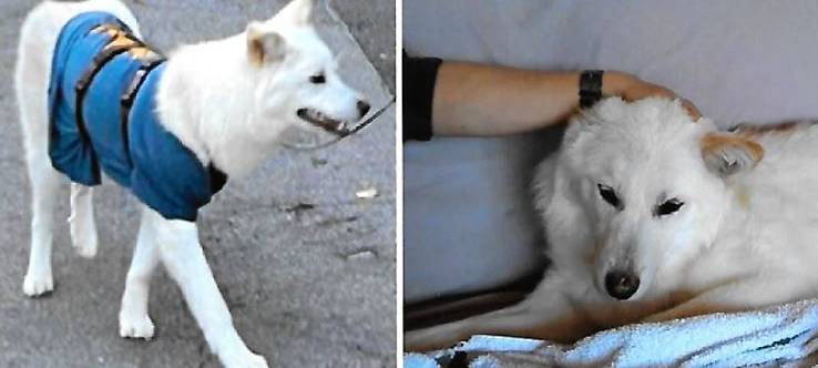 Rüde Haru in Remscheid Lüttringhause gesucht