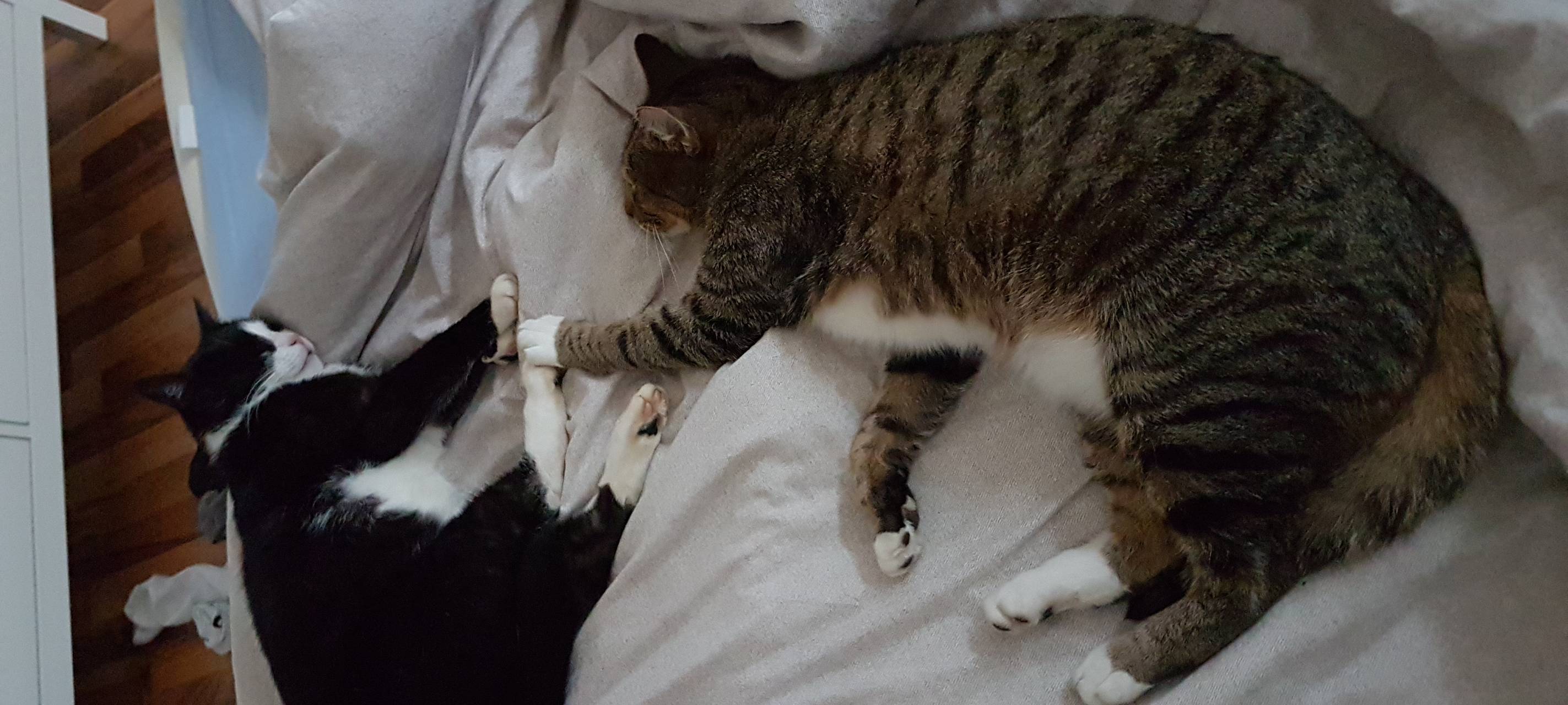 Traurige Solinger Familie muss Katzen abgeben