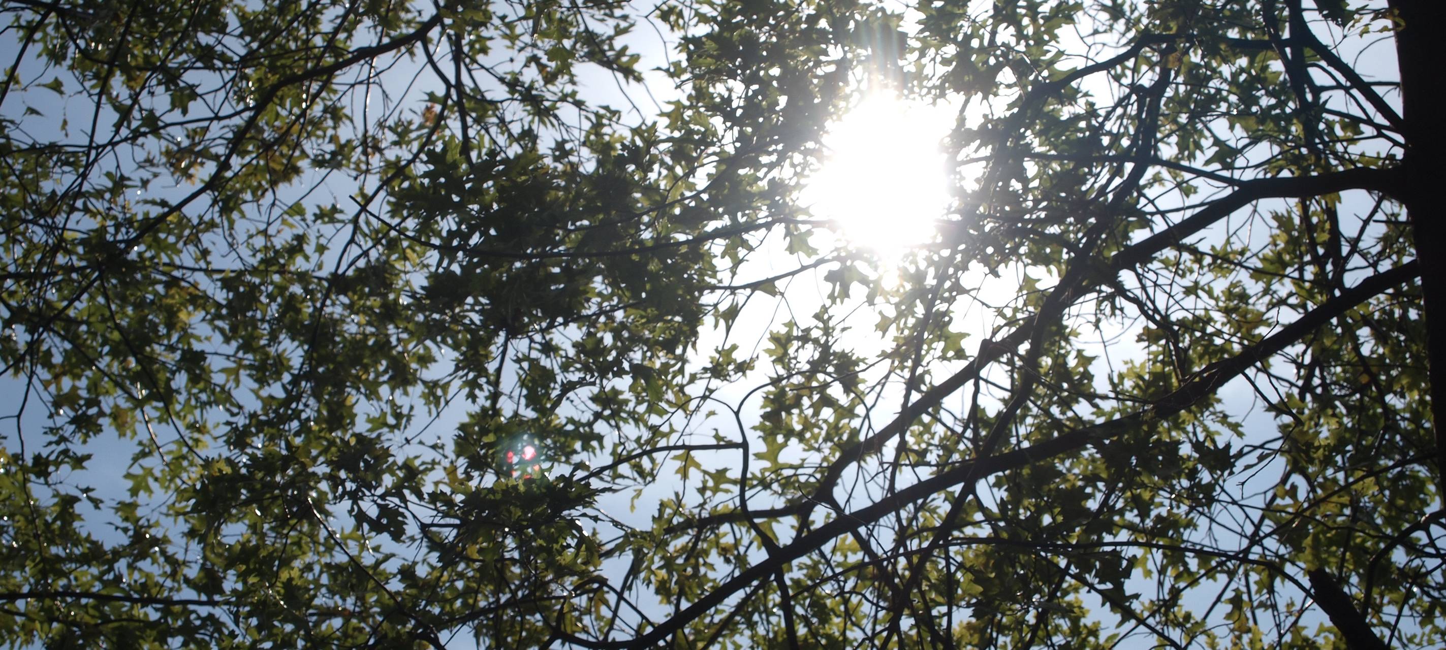 Streit um den Osterholzer Wald
