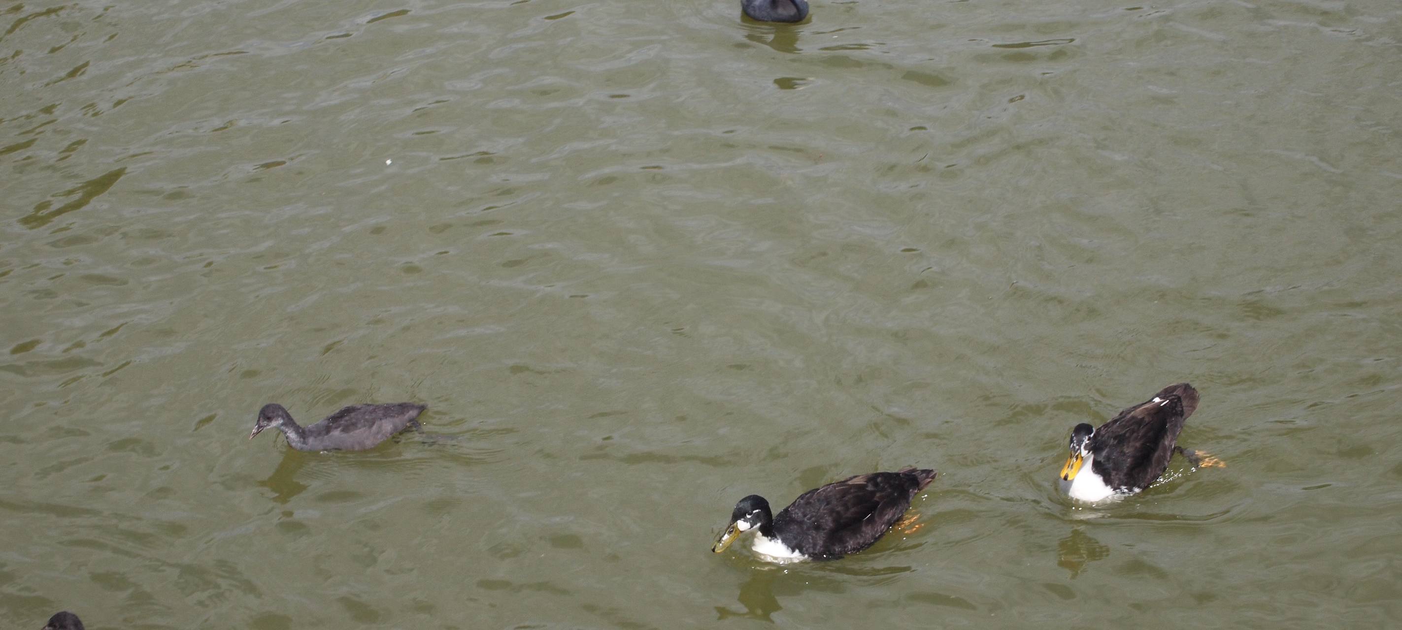 Teich im Stadtpark soll renaturiert werden