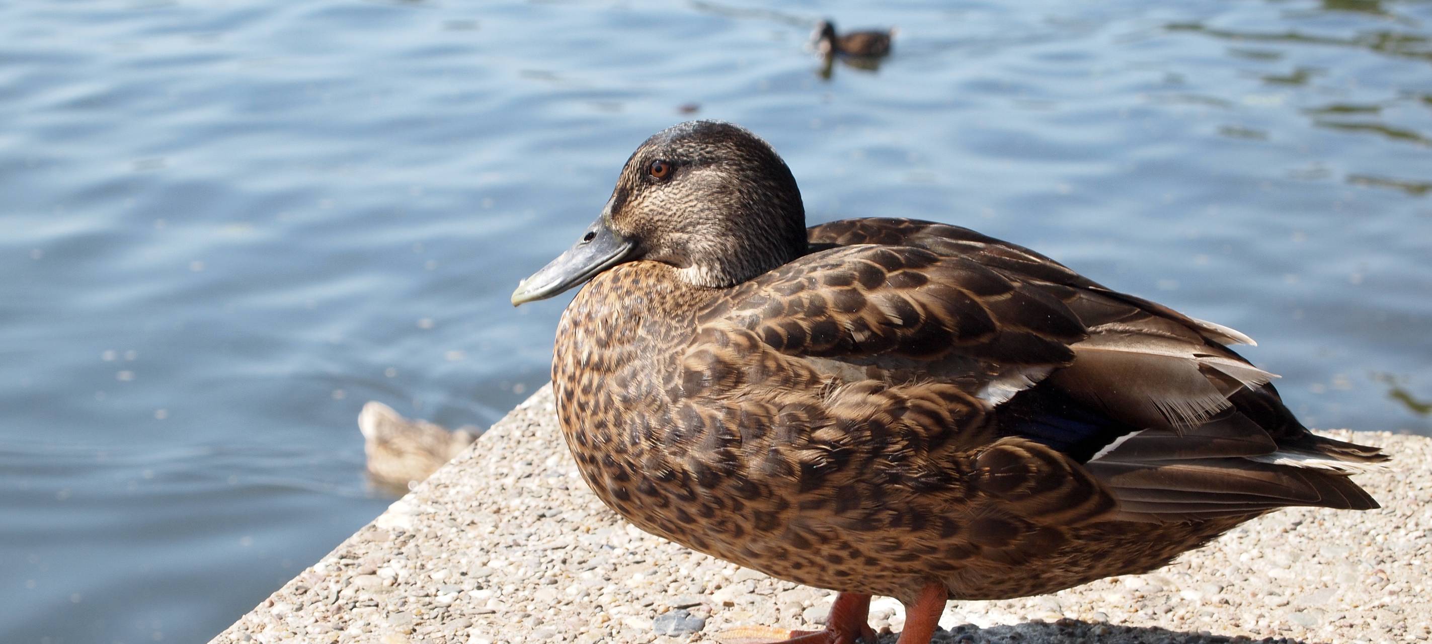 Feuerwehr rettet Entenfamilie