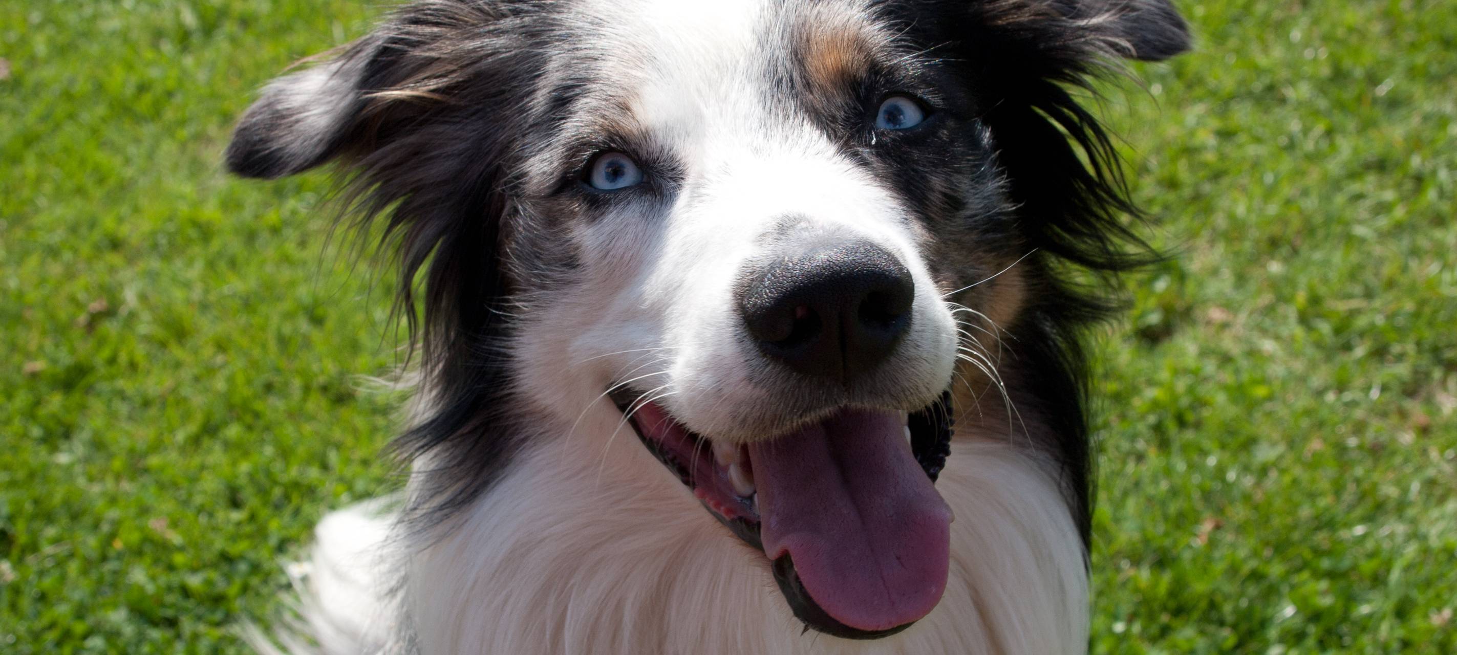 Merkblatt zur Anleinpflicht