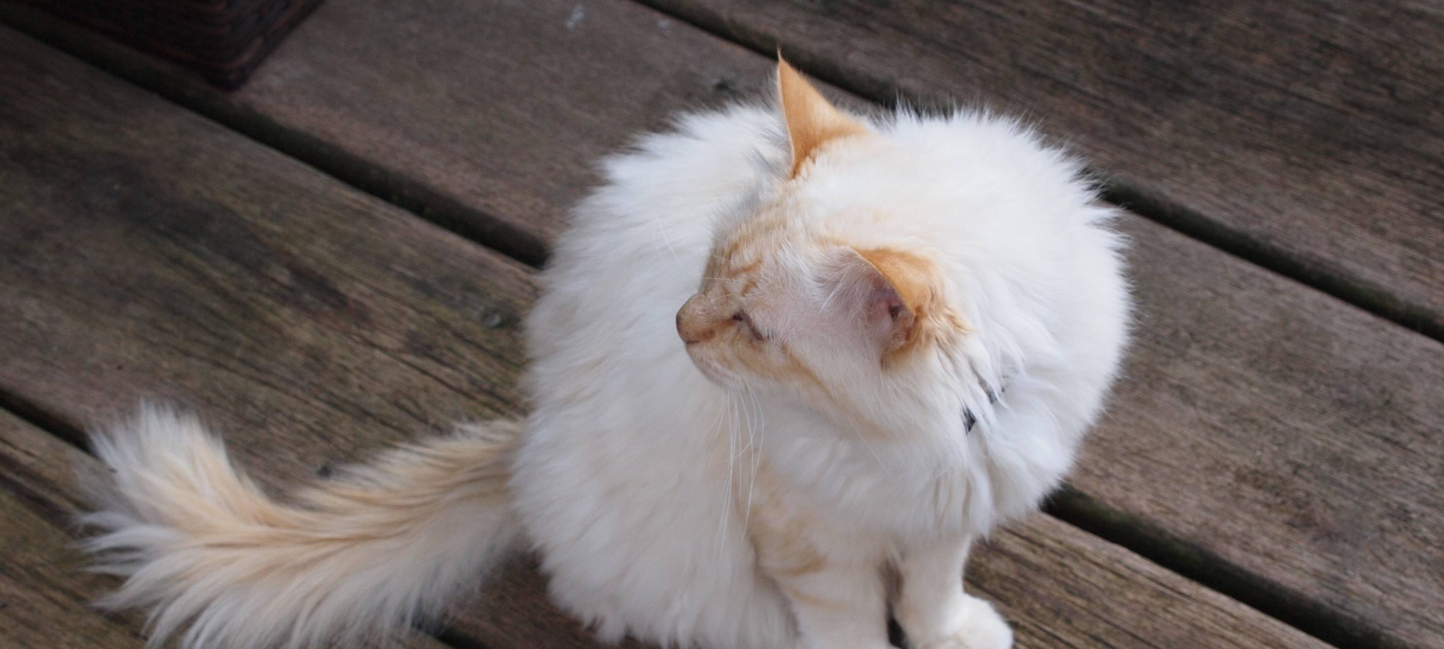 Tierärzte sollen Ukraine-Flüchtlingen helfen