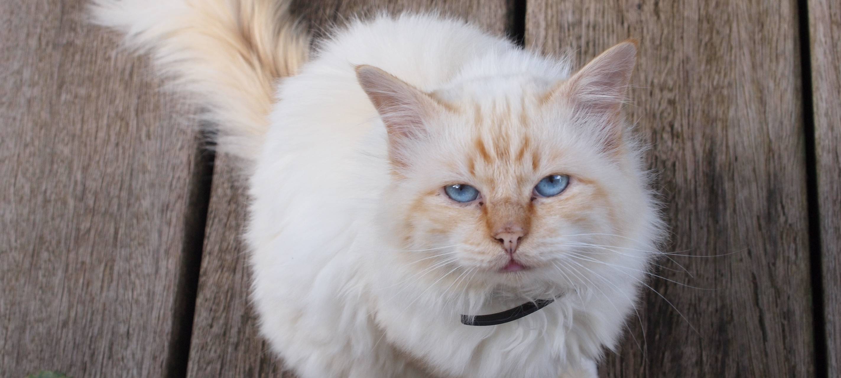 Die Katzensitter aus Solingen