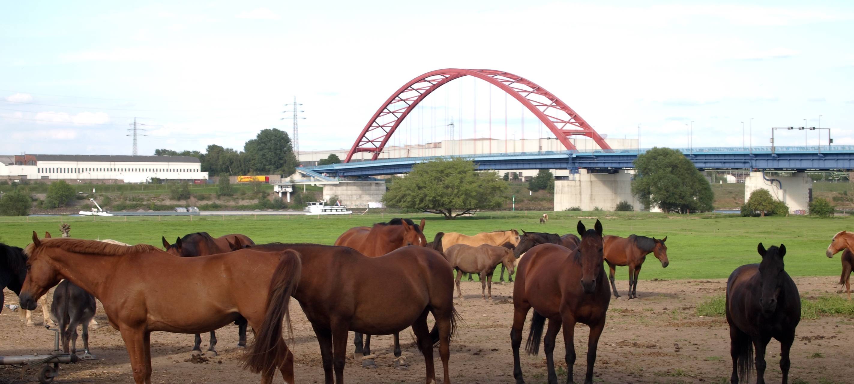 Feuerwehr befreit Pferd aus einem Misthaufen