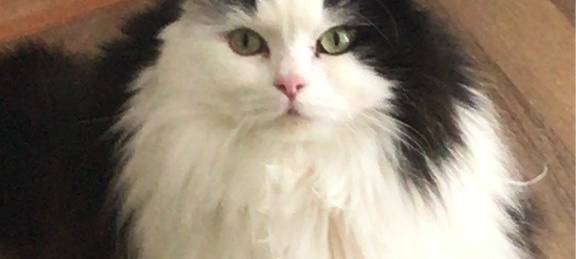 Kater Pico in Solingen vermisst