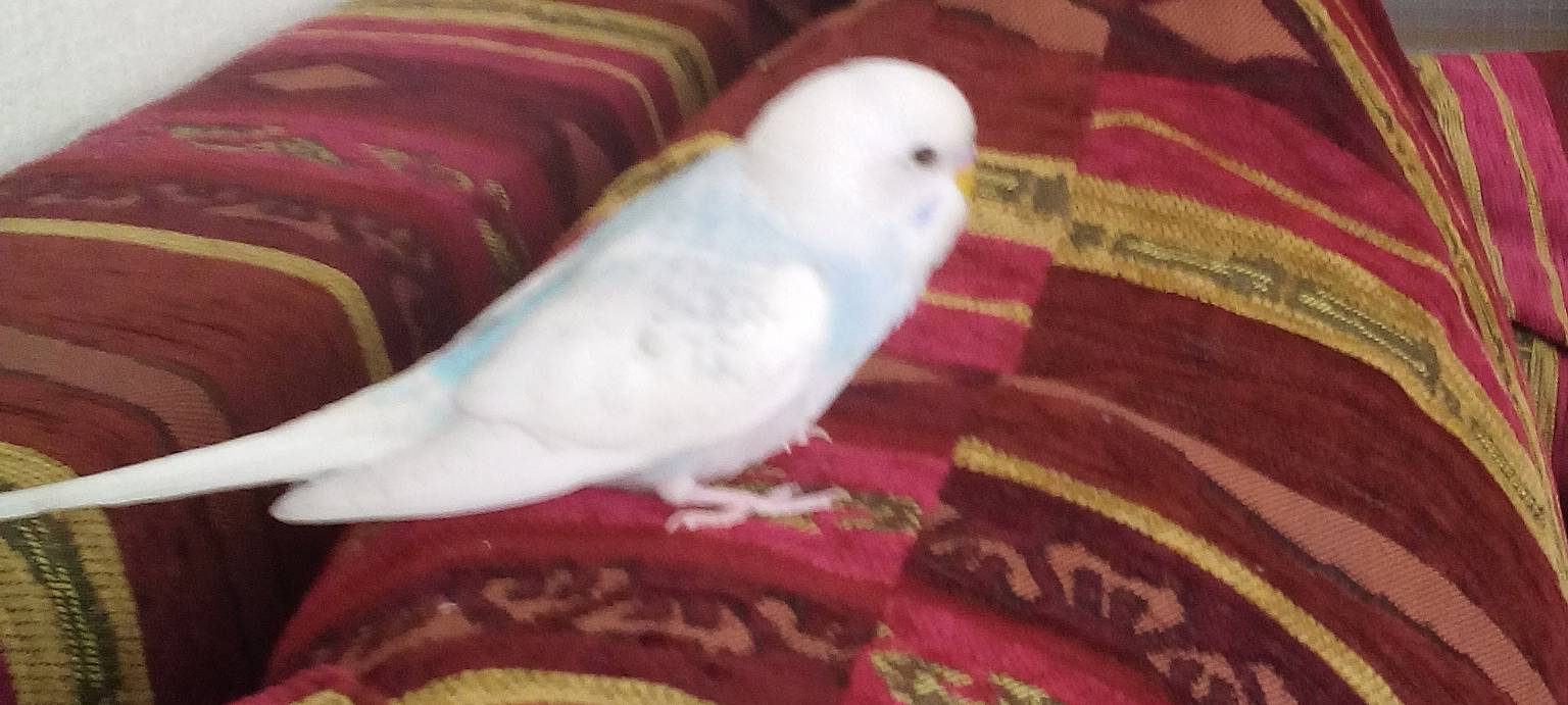 Weiß-hellblauer Wellensittich in Solingen Wald vermisst