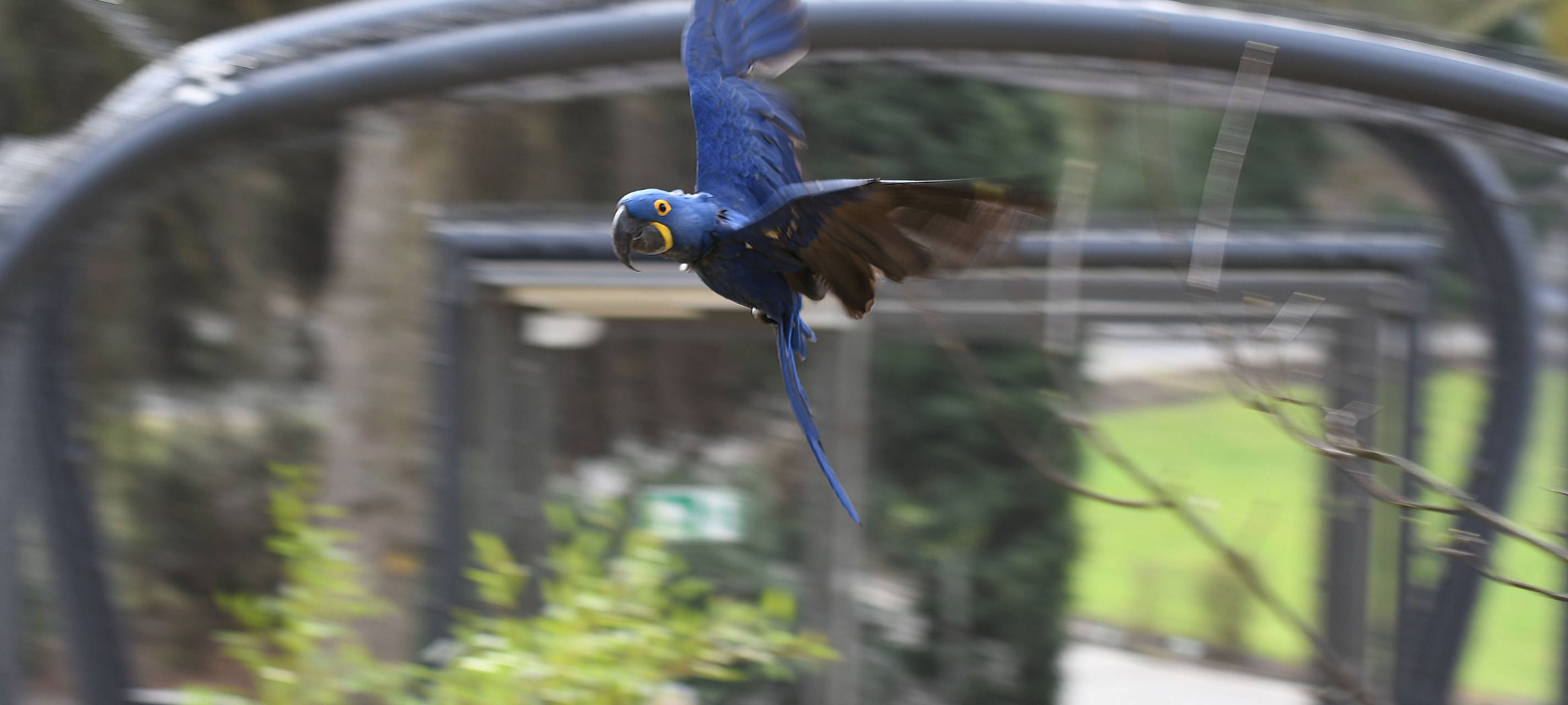 Wuppertaler Zoo öffnet Freiflughalle