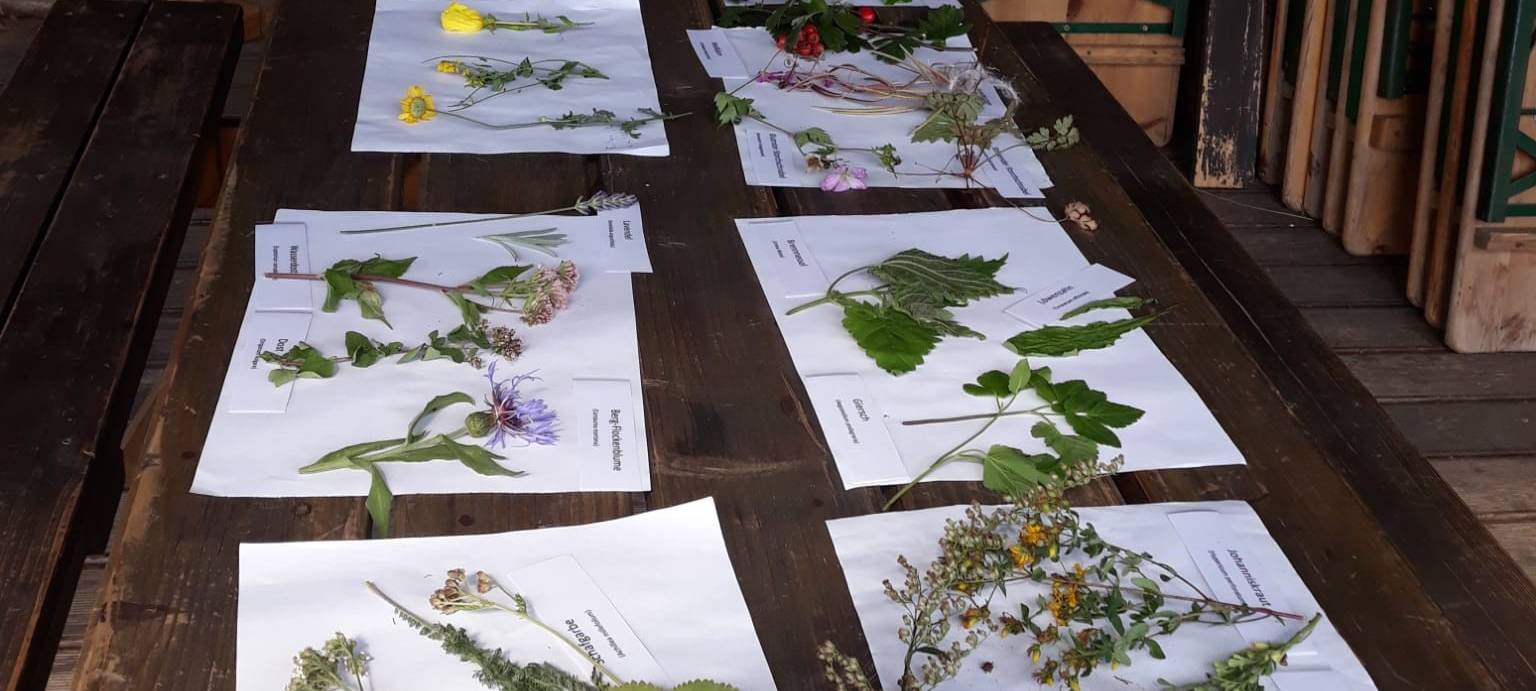 Kräuterwanderung in der Naturschule Grund in Remscheid
