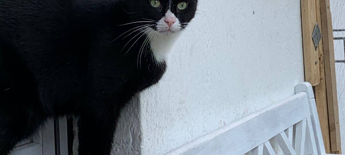 Kater Hugo in Solingen Wald gesucht