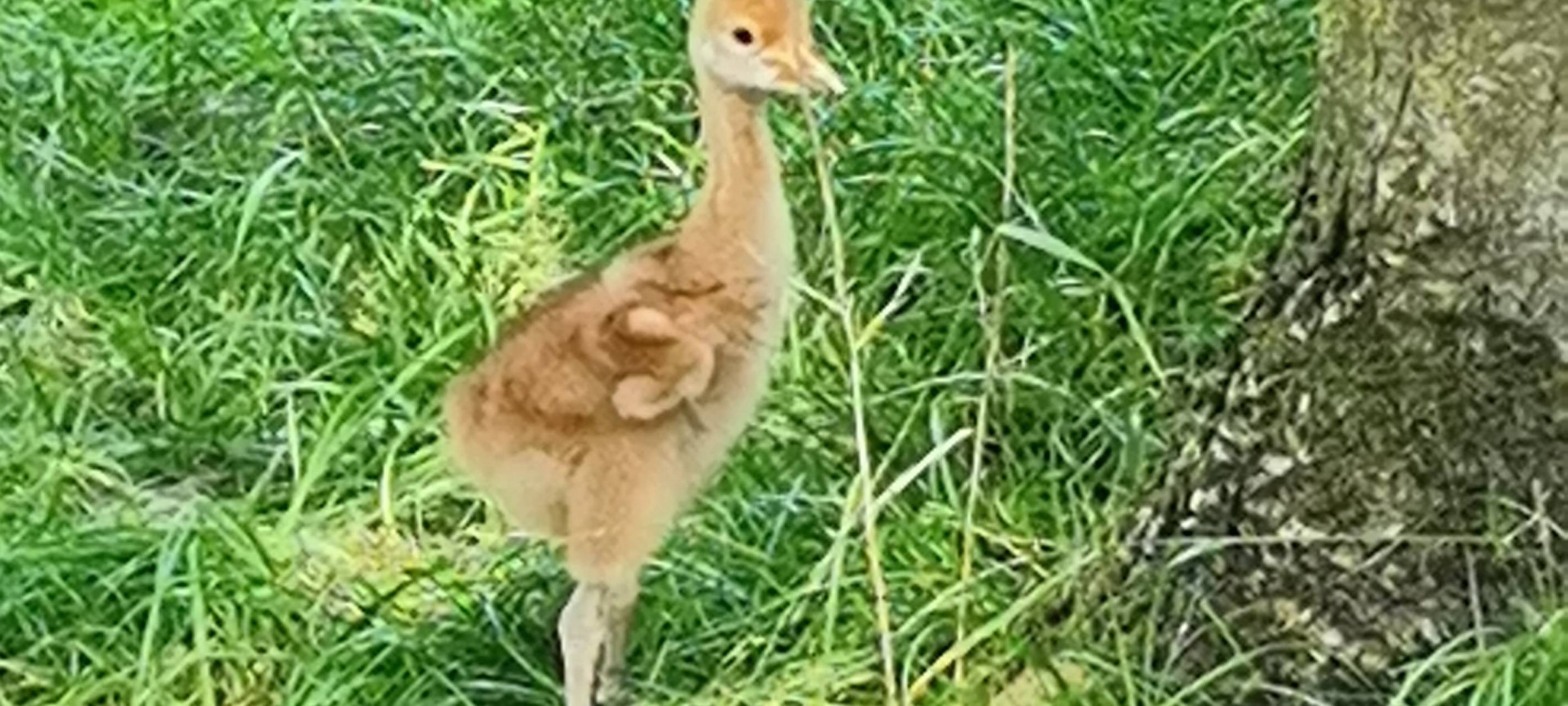 Seltener Nachwuchs im Vogelpark
